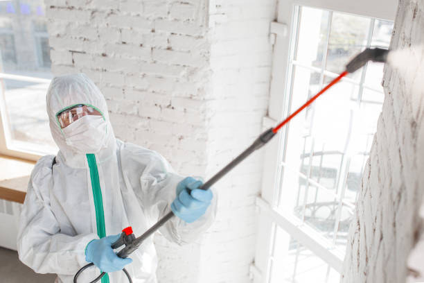 Why You Should Choose Our Mold Remediation Services in Elkton, KY